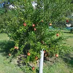 Apartman Ivica Lupic